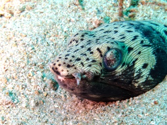 Snake Eel